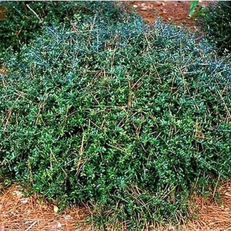 Dwarf Yaupon Holly