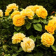 Rose Bushes