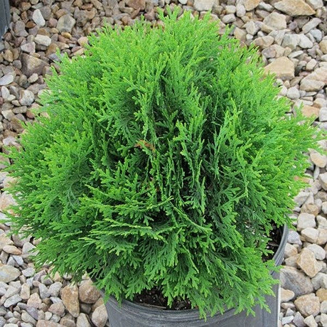 Little Giant Arborvitae