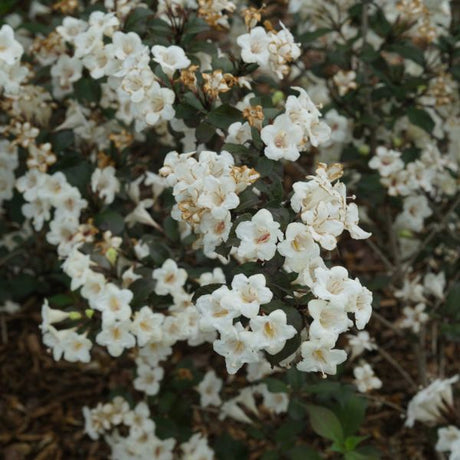 Proven Winners® Wine & Spirits® Weigela