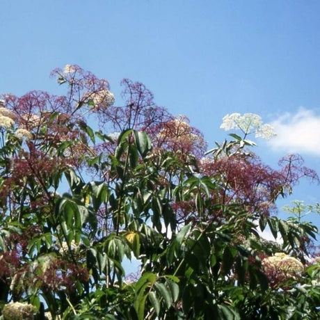 Adams Elderberry Bush - Nature Hills Nursery - #3 Container - 