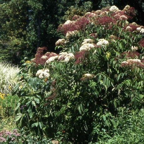 Adams Elderberry Bush - Nature Hills Nursery - #3 Container - 