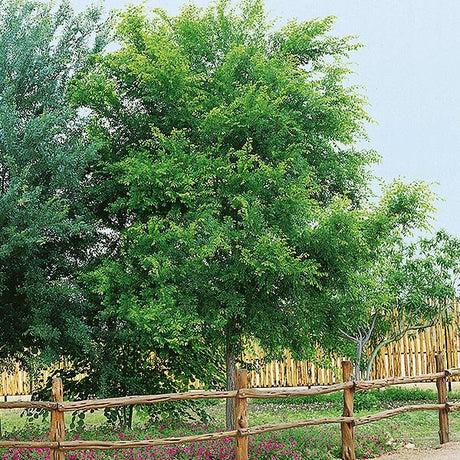 All&eacute;e&reg; Elm Tree - Nature Hills Nursery - #25 Container 10 - 12 Feet - 