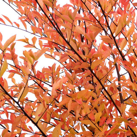 All&eacute;e&reg; Elm Tree - Nature Hills Nursery - #25 Container 10 - 12 Feet - 