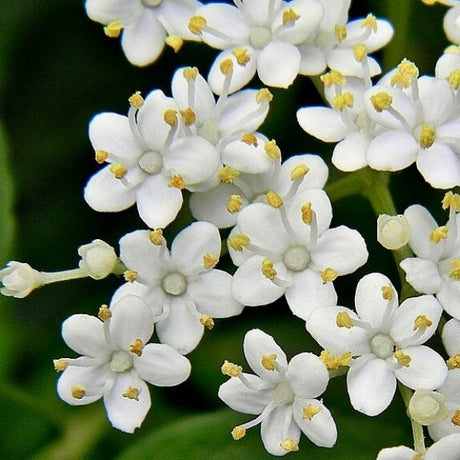 American Elderberry - Nature Hills Nursery - Sprinter Pot - 