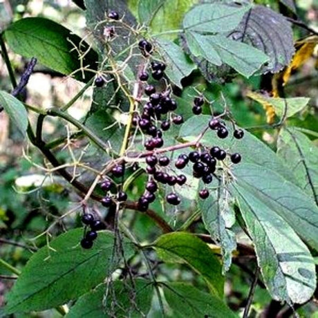 American Elderberry - Nature Hills Nursery - Sprinter Pot - 