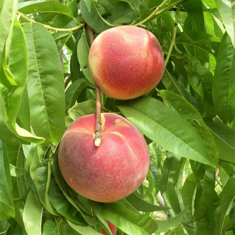 Babcock Peach Tree - Nature Hills Nursery - Paper Pot 4 - 5 Feet - 