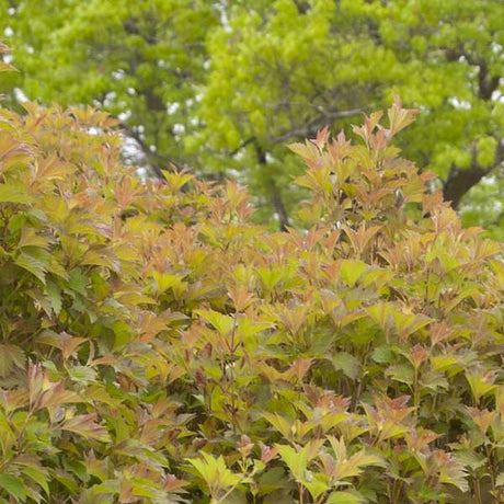 Bailey Compact American Cranberrybush Viburnum - Nature Hills Nursery - Sprinter Pot - 