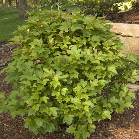 Bailey Compact American Cranberrybush Viburnum - Nature Hills Nursery - Sprinter Pot - 