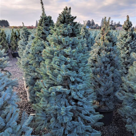 Baker's Colorado Blue Spruce Tree - Nature Hills Nursery - #3 Container - 