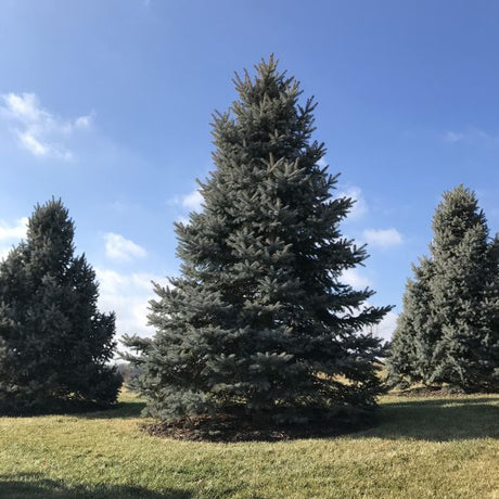 Baker's Colorado Blue Spruce Tree - Nature Hills Nursery - #3 Container - 