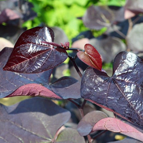 Black Pearl&trade; Redbud Tree - Nature Hills Nursery - 3 - 4 Feet Bareroot - 