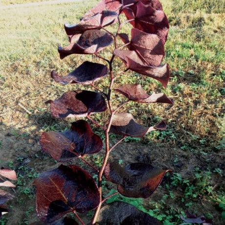 Black Pearl&trade; Redbud Tree - Nature Hills Nursery - 3 - 4 Feet Bareroot - 