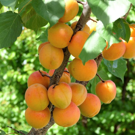 Blenheim Apricot Tree - Nature Hills Nursery - Paper Pot 4 - 5 Feet - 
