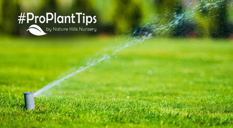Why watering lawns deep is key!