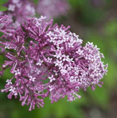 Bloomerang&reg; Dark Purple Lilac Tree Form - Nature Hills Nursery - #3 Container 3 - 4 Feet - 