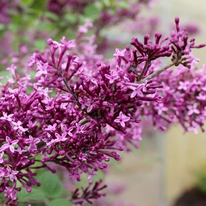 Bloomerang&reg; Dark Purple Lilac Tree Form - Nature Hills Nursery - #3 Container 3 - 4 Feet - 