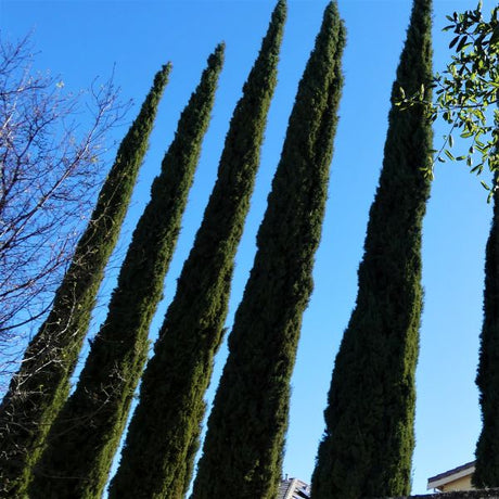 Blue Italian Cypress Tree - Nature Hills Nursery - #1 Container - 
