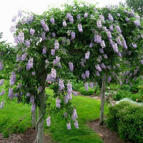 Blue Moon Wisteria Tree - Nature Hills Nursery - #3 Container 3 - 4 Feet - 
