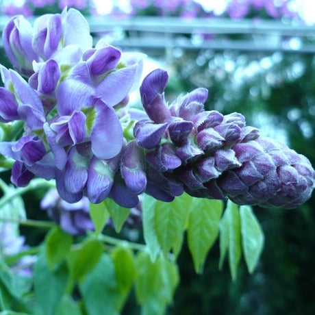 Blue Moon Wisteria Tree - Nature Hills Nursery - #3 Container 3 - 4 Feet - 