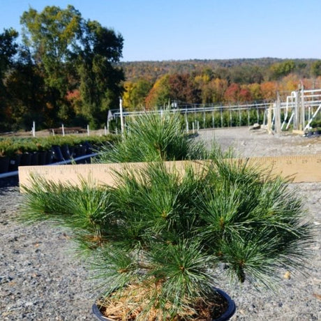 Blue Shag Eastern White Pine - Nature Hills Nursery - #3 Container - 