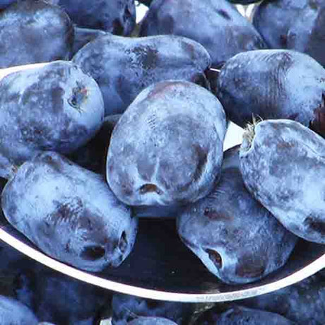 Borealis Honeyberry Bush - Nature Hills Nursery - #1 Container - 