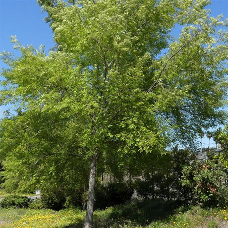 Bosque&reg; Lacebark Elm Tree - Nature Hills Nursery - 4x4x6 Inch Container - 