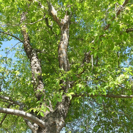 Bosque&reg; Lacebark Elm Tree - Nature Hills Nursery - 4x4x6 Inch Container - 