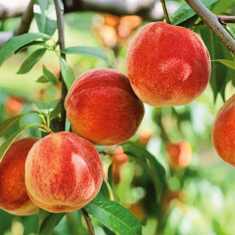 Bounty Peach Tree - Nature Hills Nursery - 4 - 5 Feet Bareroot Standard Height - 