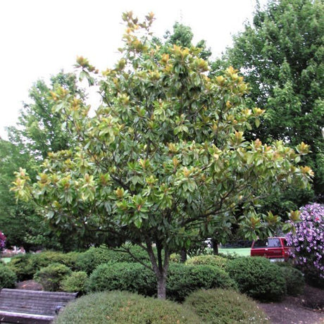 Bracken's Brown Beauty Magnolia Tree - Nature Hills Nursery - #2 Container 3 - 4 Feet - 