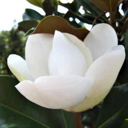 Bracken's Brown Beauty Magnolia Tree - Nature Hills Nursery - #2 Container 3 - 4 Feet - 