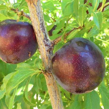 Burgundy Plum Tree - Nature Hills Nursery - 4 - 5 Feet Bareroot - 