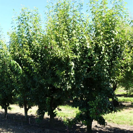 Burgundy Plum Tree - Nature Hills Nursery - 4 - 5 Feet Bareroot - 