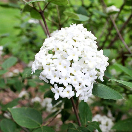 Burkwood Viburnum - Nature Hills Nursery - #5 Container - 