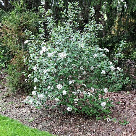 Burkwood Viburnum - Nature Hills Nursery - #5 Container - 