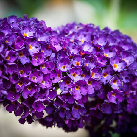 Buzz&trade; Midnight Butterfly Bush - Nature Hills Nursery - #1 Container - 
