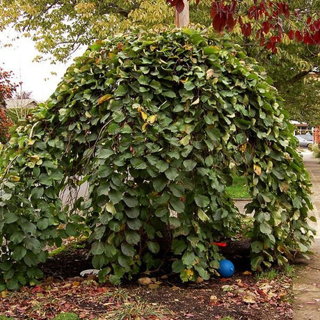 Camperdown Weeping Elm - Nature Hills Nursery - #25 Container 6 - 7 Feet - 