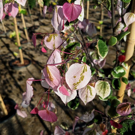 Carolina Sweetheart&reg; Redbud Tree - Nature Hills Nursery - #2 Container Single Stem - 
