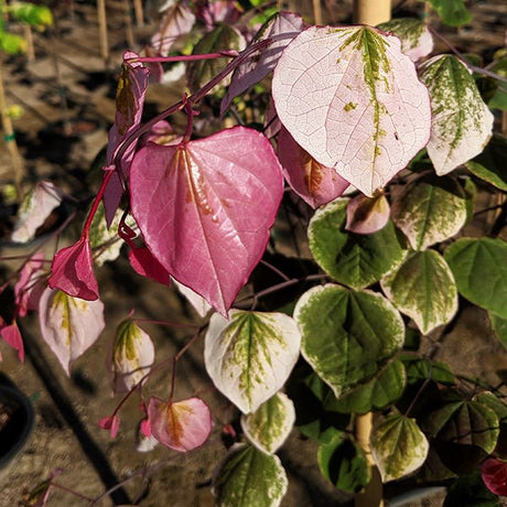 Carolina Sweetheart&reg; Redbud Tree - Nature Hills Nursery - #2 Container Single Stem - 