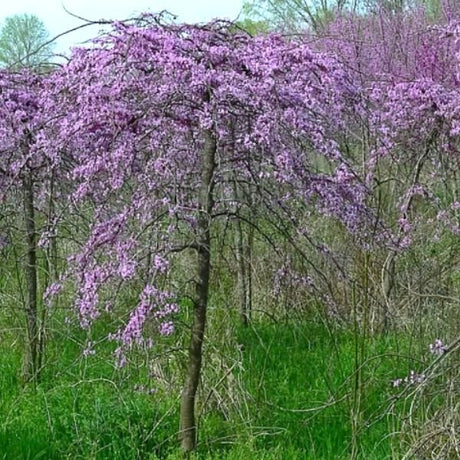 Cascading Hearts Weeping Redbud Tree - Nature Hills Nursery - #2 Container - 