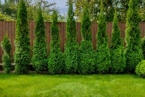 Arborvitae Trees
