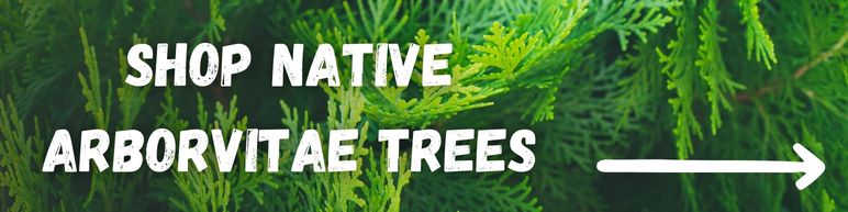 Arborvitae trees