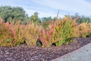 barberry bush full plant