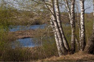 birch tree trunk