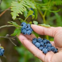 Blueberries
