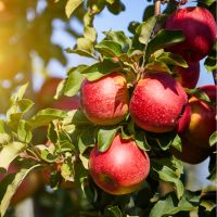 Up close apples