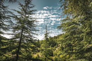 cedar tree in summer