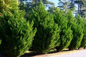 Cypress Tree