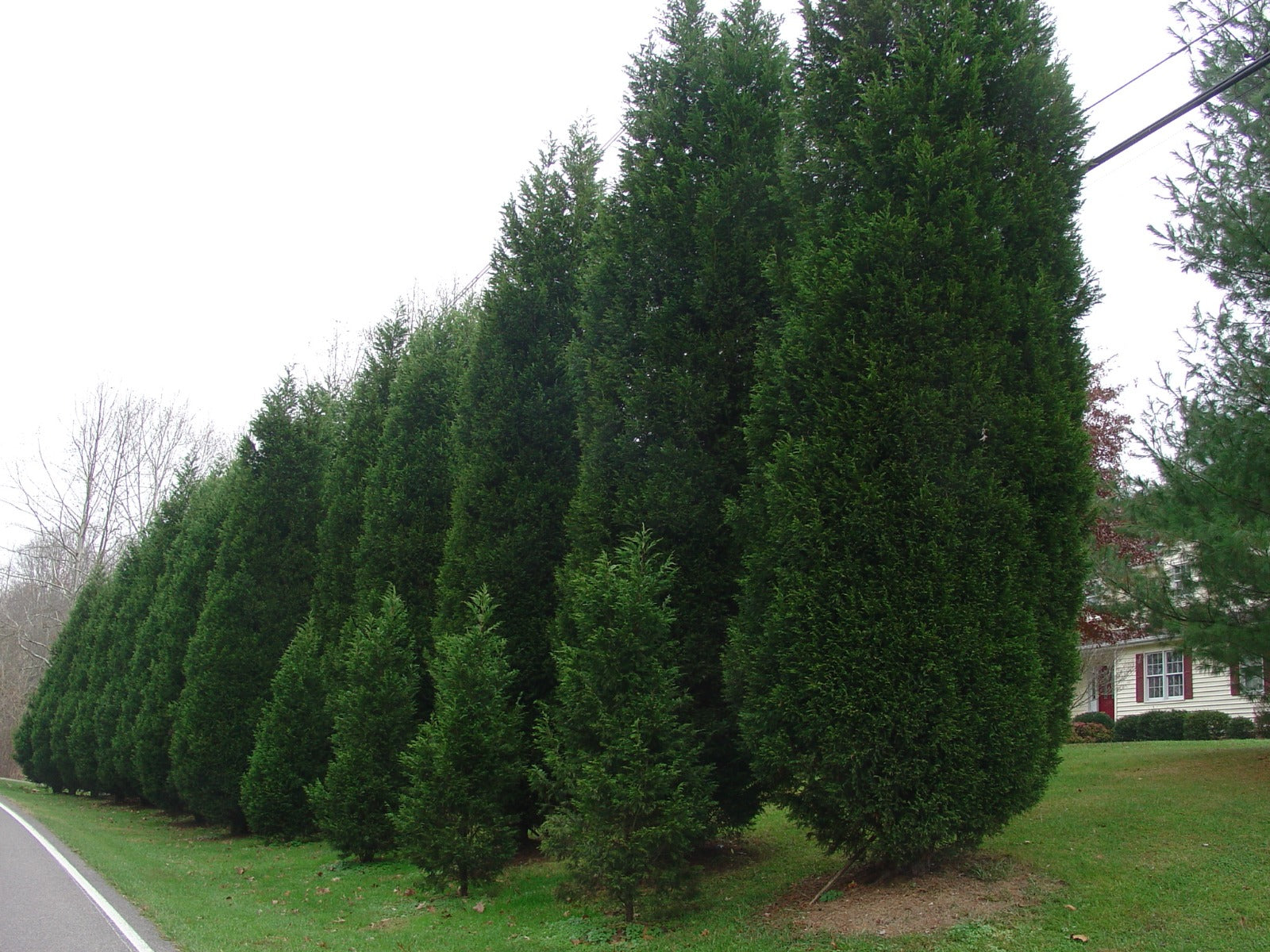 Cypress Tree in the fall