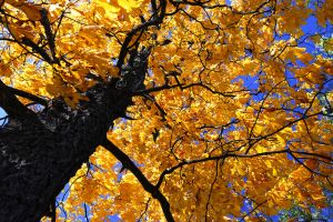Elm Tree from below